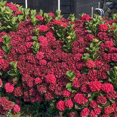 Magic in Bloom: The Stunning Crimson Hydrangea